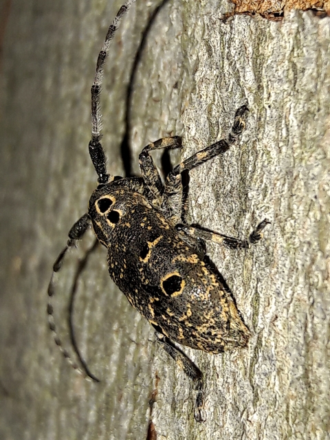 Mesosa curculionoides - szemfoltos cincér