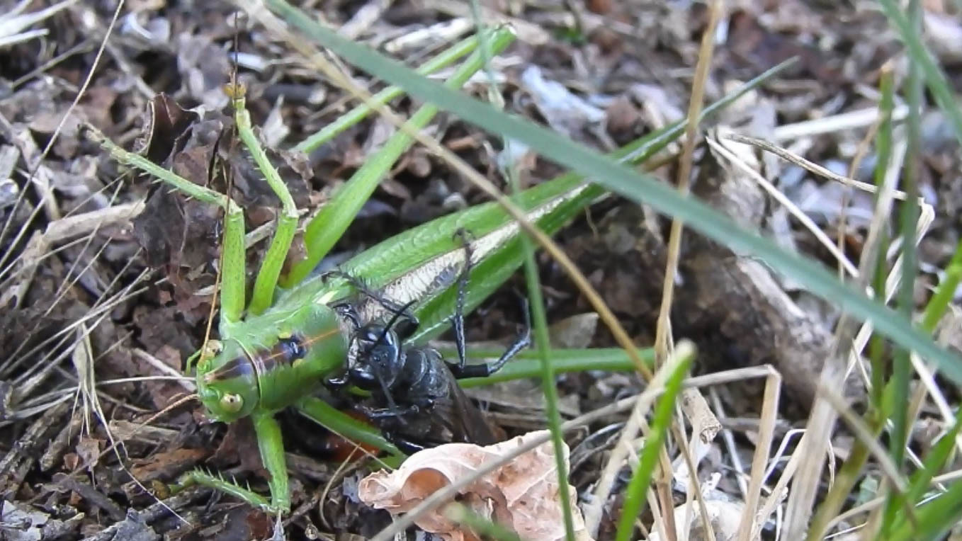 Palmodes occitanicus - keleti szöcskeölődarázs