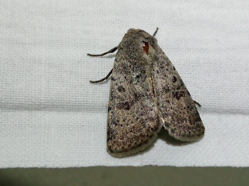 Hoplodrina respersa - bogáncs-selymesbagoly
