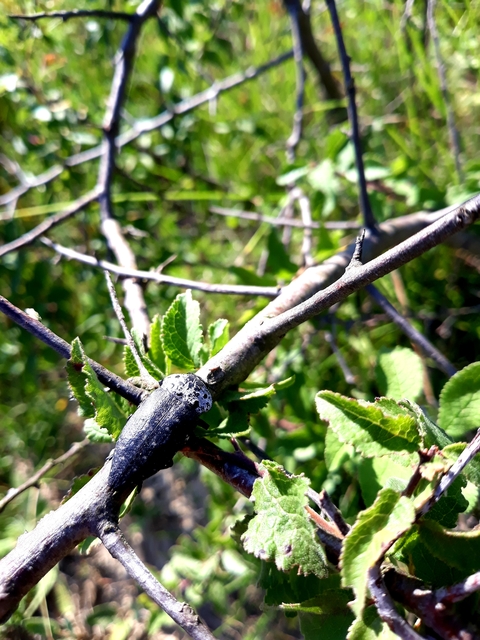 Capnodis tenebrionis - kökény-tükrösdíszbogár