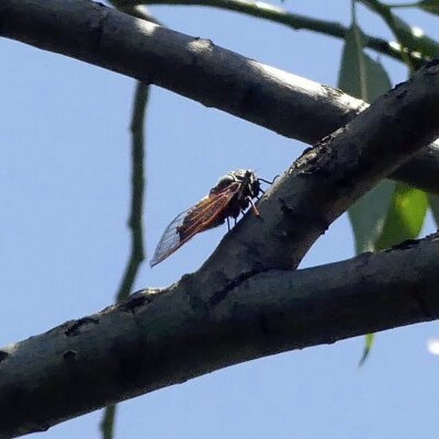 Tibicina haematodes - óriás-énekeskabóca