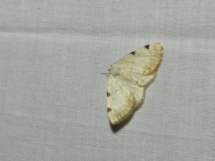 Lomographa bimaculata - kétpontos fehéraraszoló