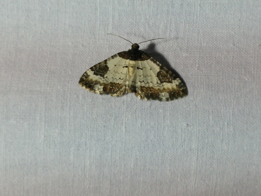 Melanthia procellata - hullámos tarkaaraszoló