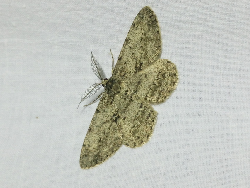 Hypomecis roboraria - nagy tölgyfaaraszoló