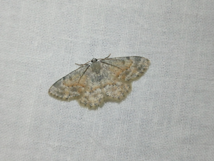 Charissa variegata - tarka sziklaaraszoló