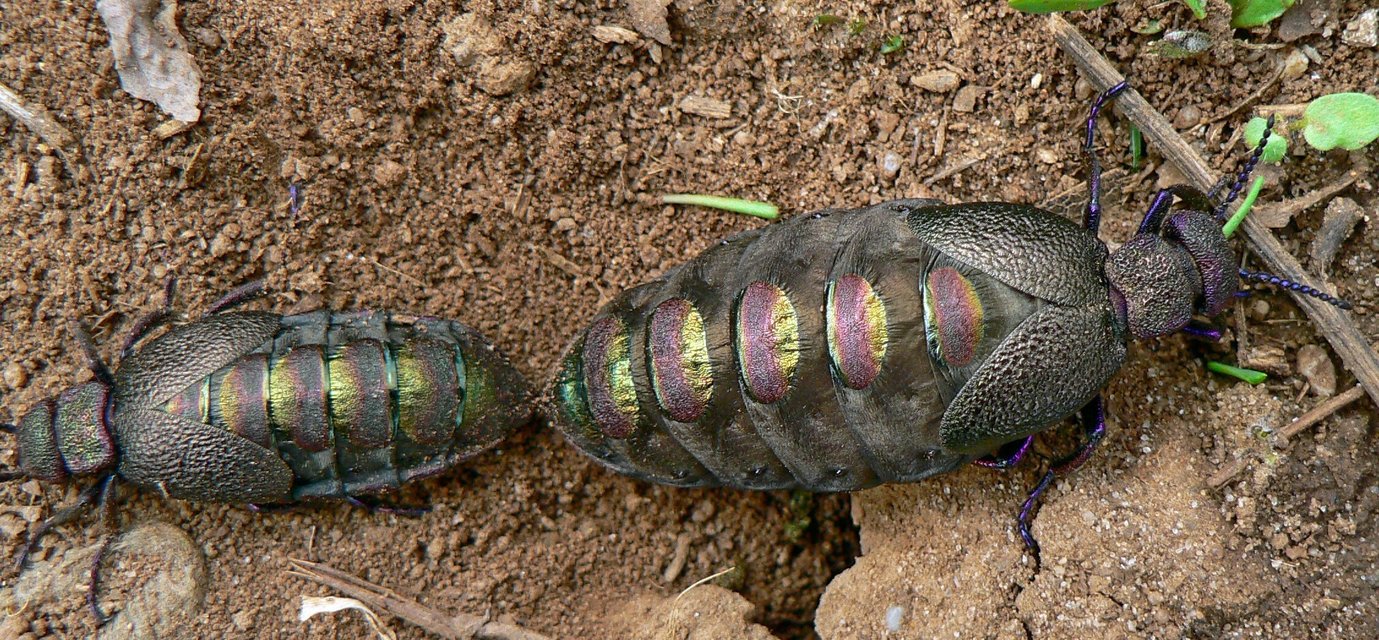 Meloe variegatus - pompás nünüke