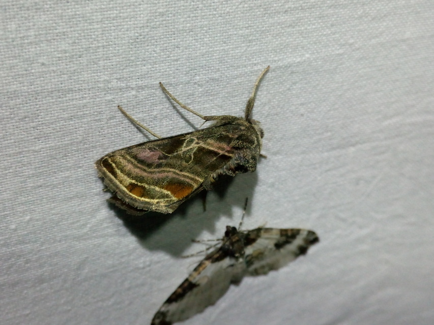 Euchalcia variabilis - sisakvirág-aranybagoly