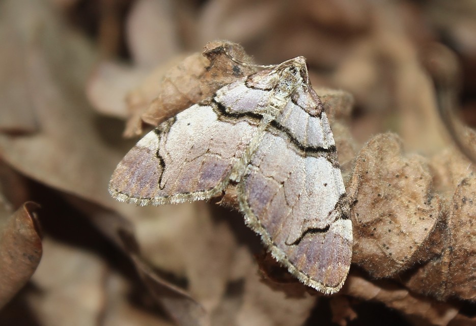 Anticlea derivata - vadrózsa-tarkaaraszoló