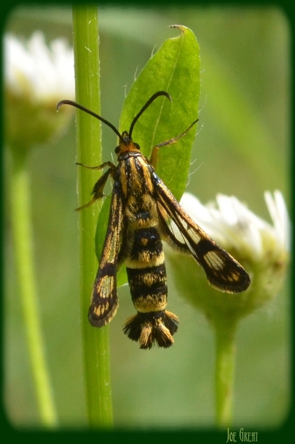 Sesiidae - szitkárfélék