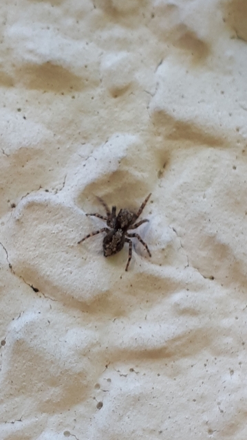 Pseudeuophrys lanigera - szobai ugrópók