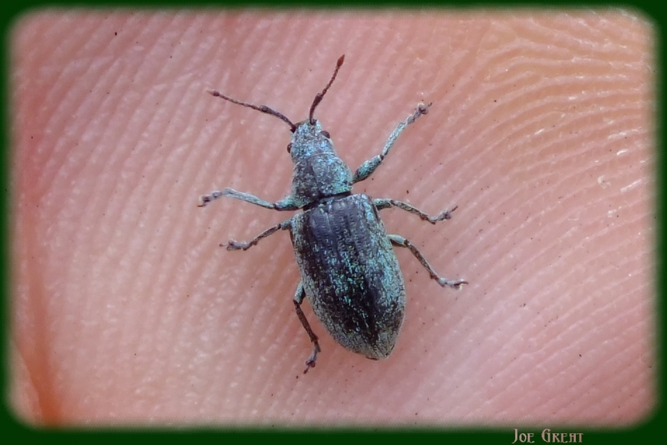 Phyllobius thalassinus - tömpeorrú levélormányos