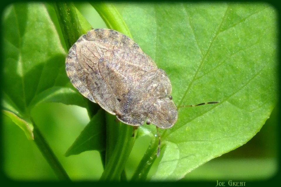 Sciocoris Sciocoris