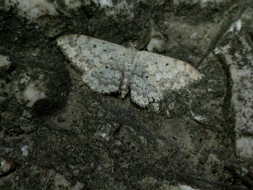 Scopula marginepunctata - pettyes sávosaraszoló