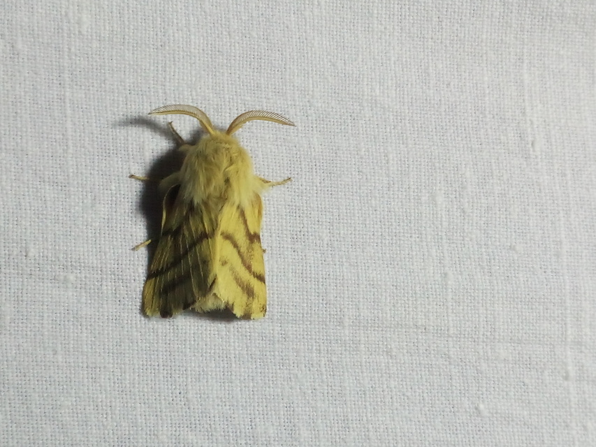 Malacosoma castrensis - kutyatejszövő