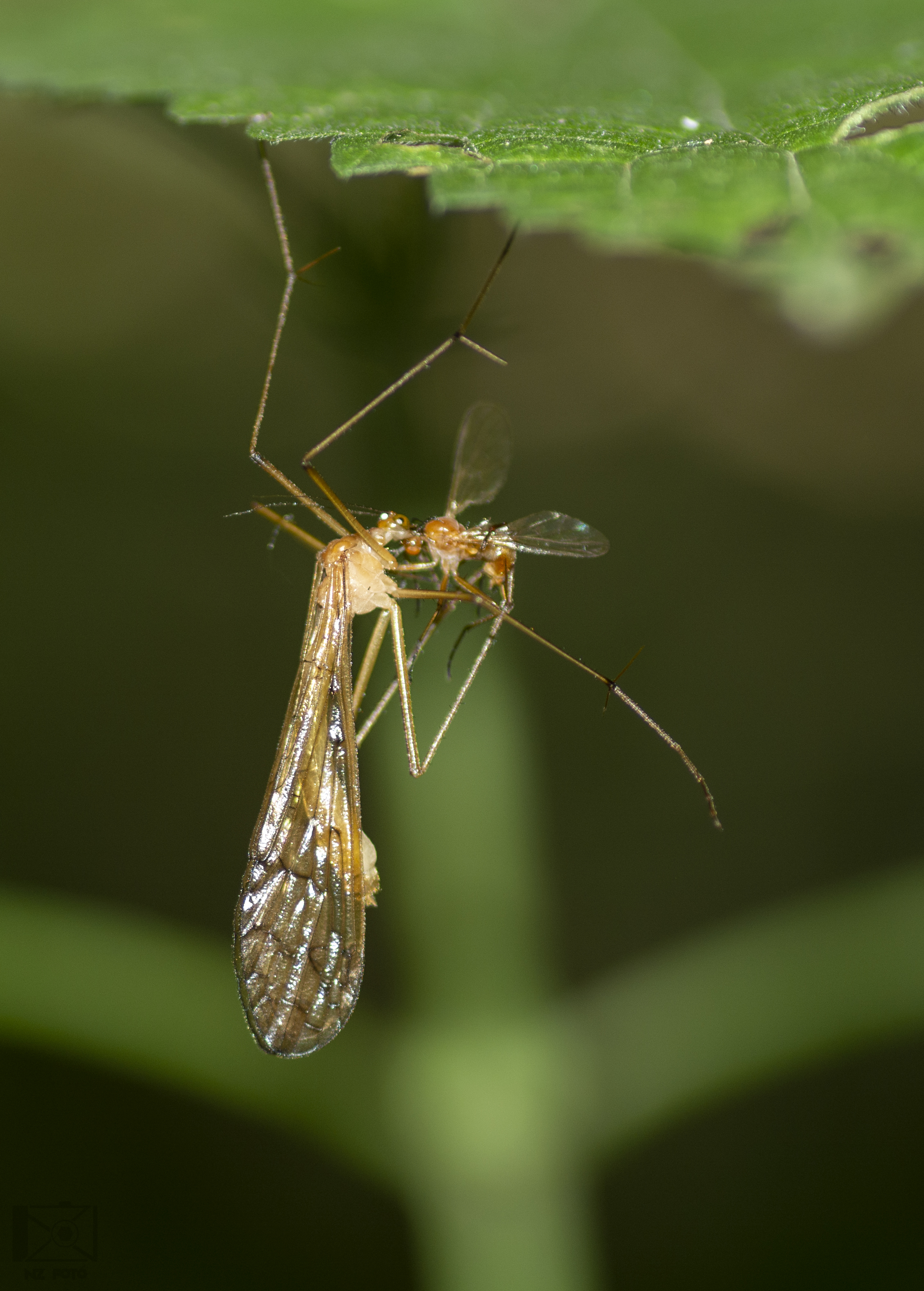Bittacus hageni - Hagen-csőrösrovar