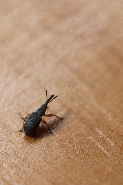 Rhopalapion longirostre - mályvarózsa-cickányormányos