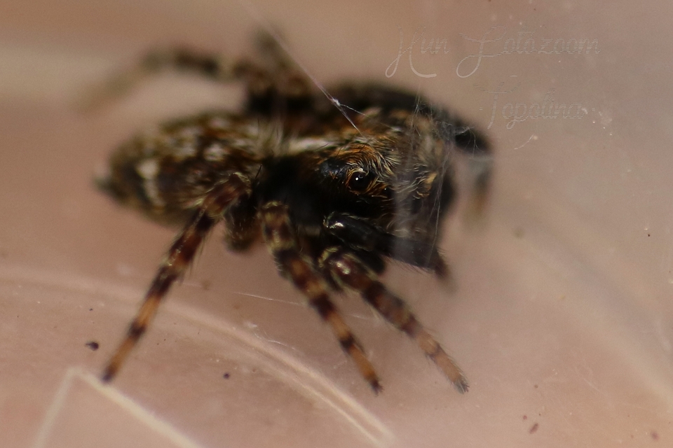 Pseudeuophrys