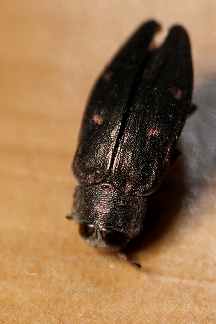 Chrysobothris affinis - aranypettyes díszbogár