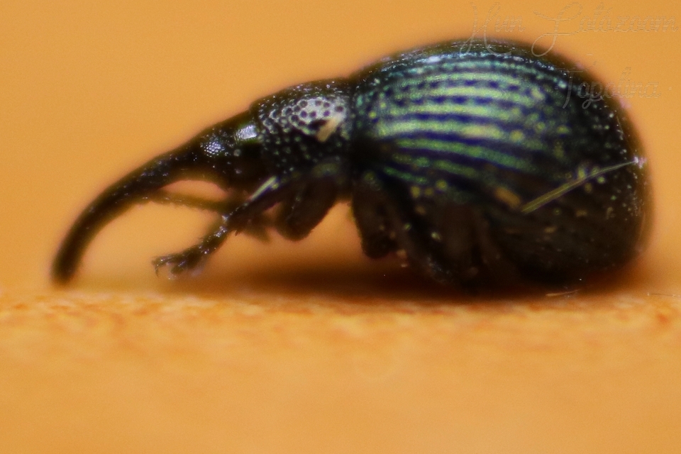 Holotrichapion pisi - lucernarügy-cickányormányos