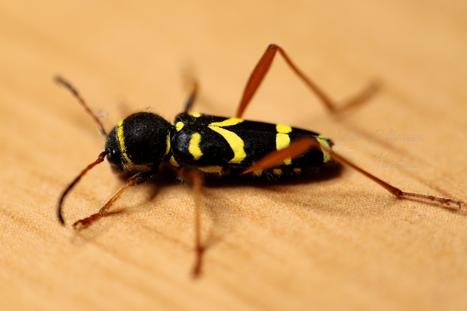 Clytus arietis - közönséges darázscincér