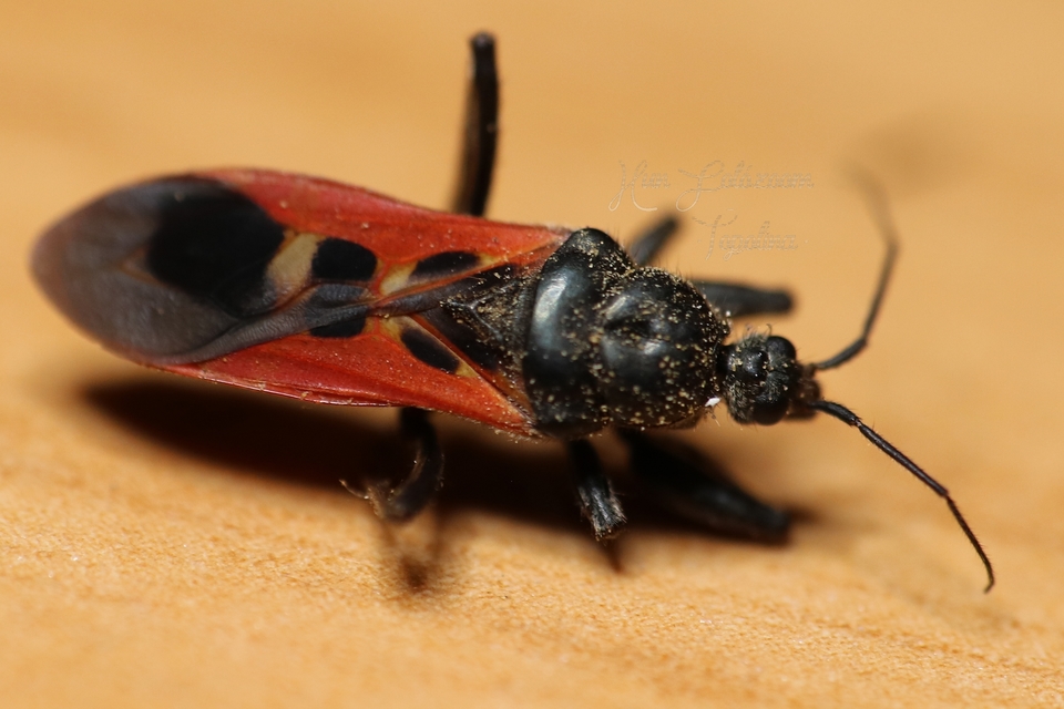 Peirates hybridus - foltos rablópoloska