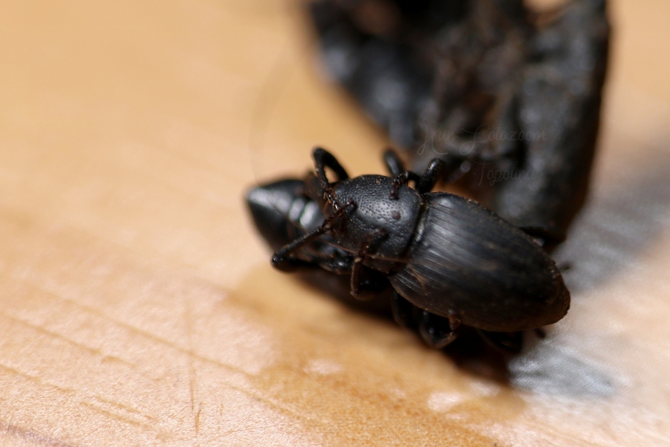 Sphenophorus striatopunctatus - mezei zsuzsok