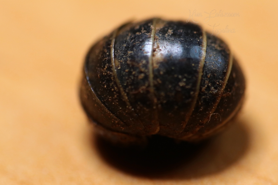 Glomeris