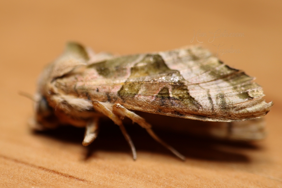 Phlogophora meticulosa - vándorló csipkésbagoly