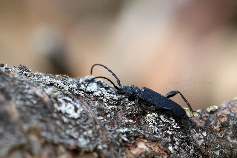Ropalopus macropus - kis facincér Ropalopus macropus - kis facincér