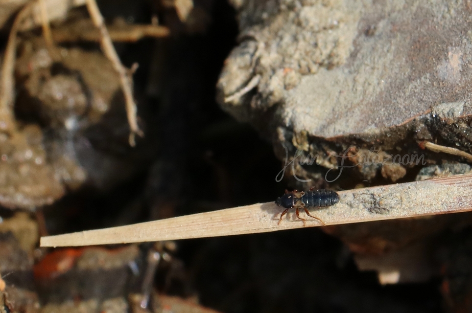 Dimorphopterus blissoides - keleti karcsúbodobács