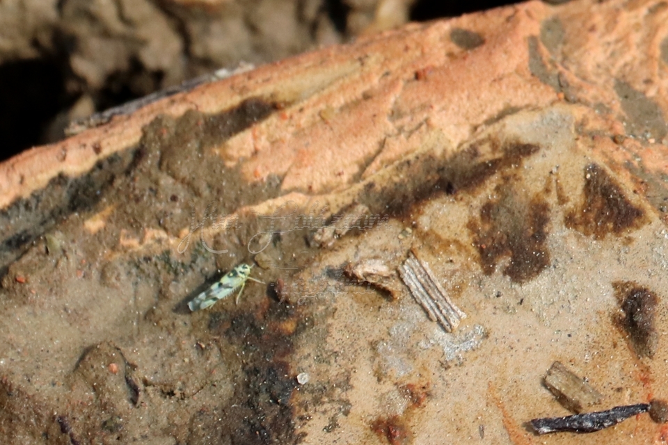 Eupteryx