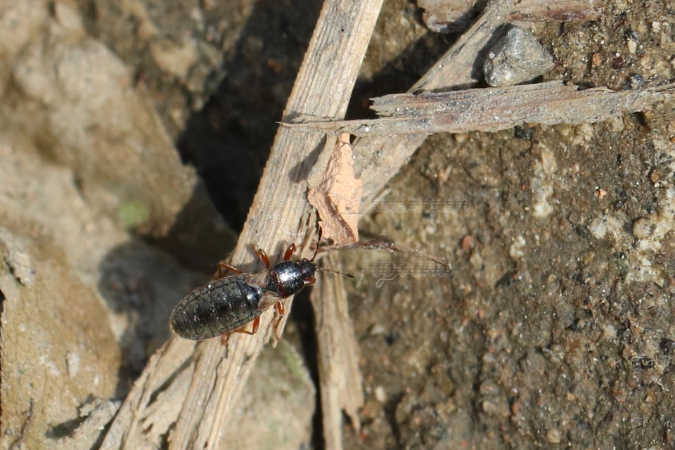 Dimorphopterus blissoides - keleti karcsúbodobács