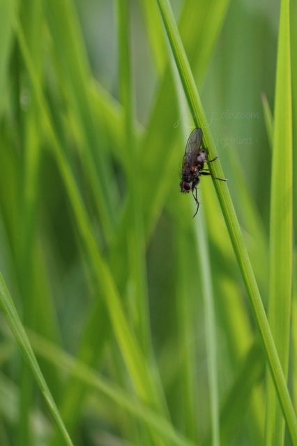 Coenosiinae