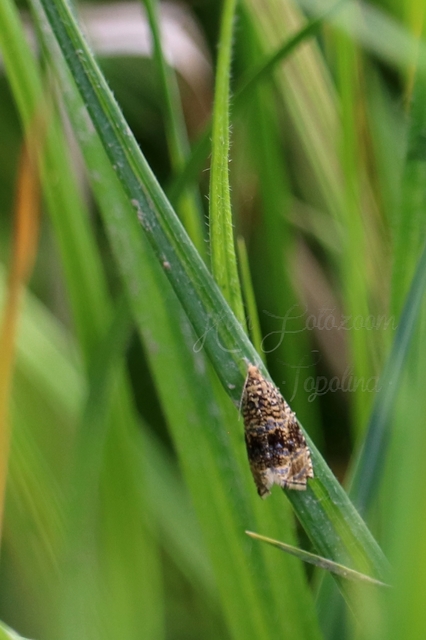 Celypha lacunana - vízparti tükrösmoly