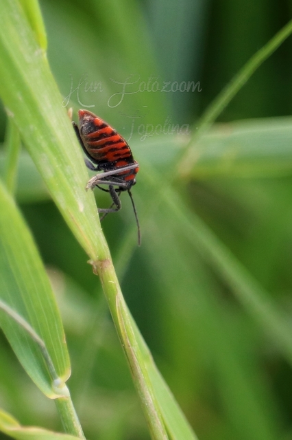 Spilostethus saxatilis - virágbodobács