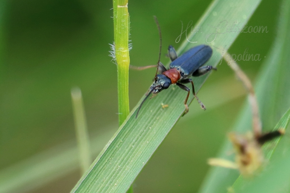 Oedemera croceicollis - pirostorú álcincér