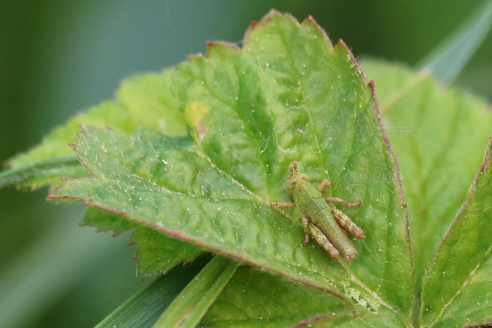 Odontopodisma decipiens - déli hegyisáska