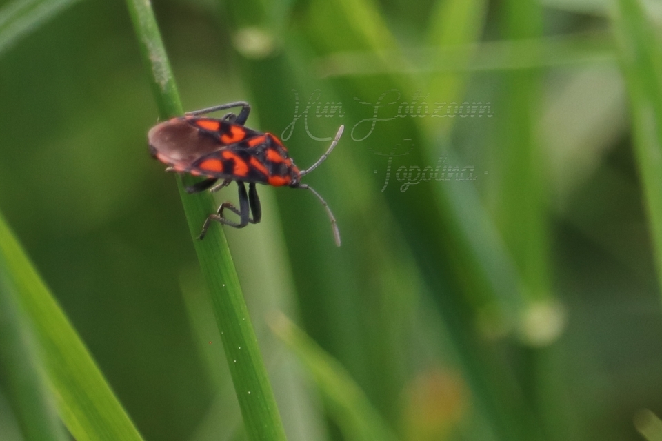 Spilostethus saxatilis - virágbodobács