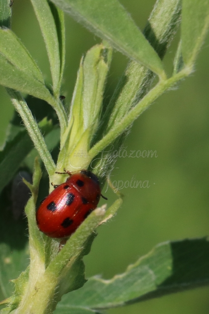 Gonioctena fornicata - közönséges lucernabogár