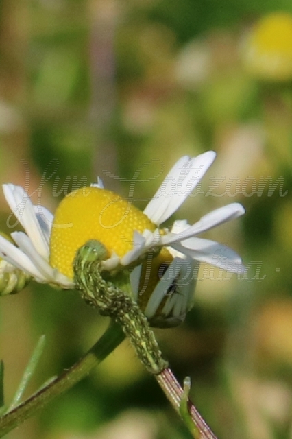 Cucullia chamomillae - székfű-csuklyásbagoly