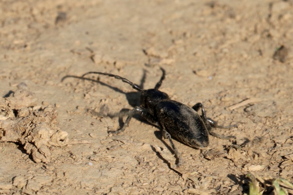 Dorcadion aethiops - fekete gyalogcincér