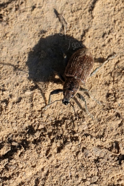 Tanymecus palliatus - közönséges hegyesfarúbarkó