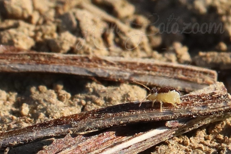 Sminthurus maculatus