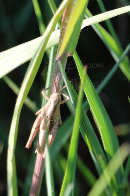 Chorthippus (Glyptobothrus) (subgenus)