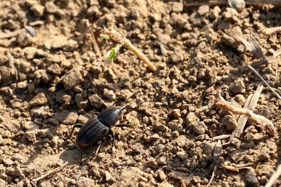 Sphenophorus striatopunctatus - mezei zsuzsok