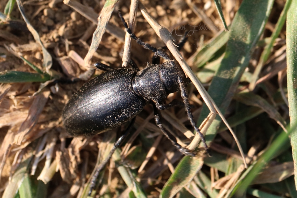 Dorcadion aethiops - fekete gyalogcincér