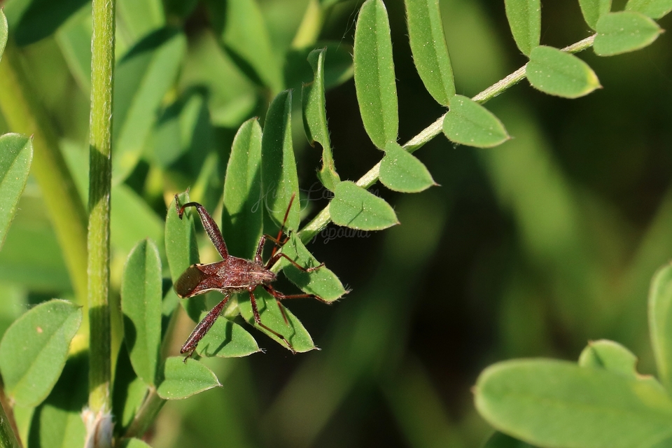 Camptopus lateralis - görbelábú karimáspoloska