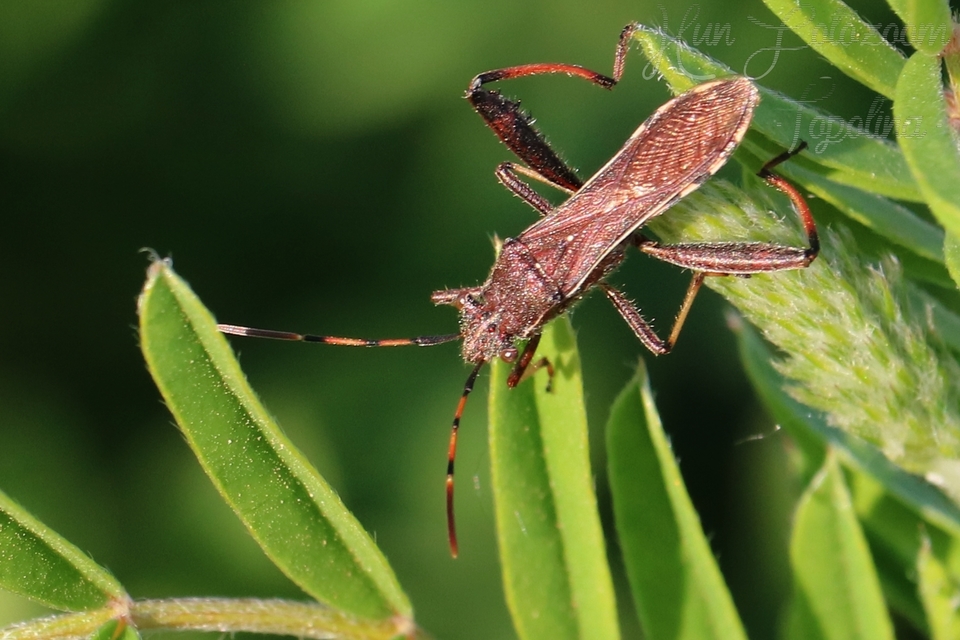 Camptopus lateralis - görbelábú karimáspoloska