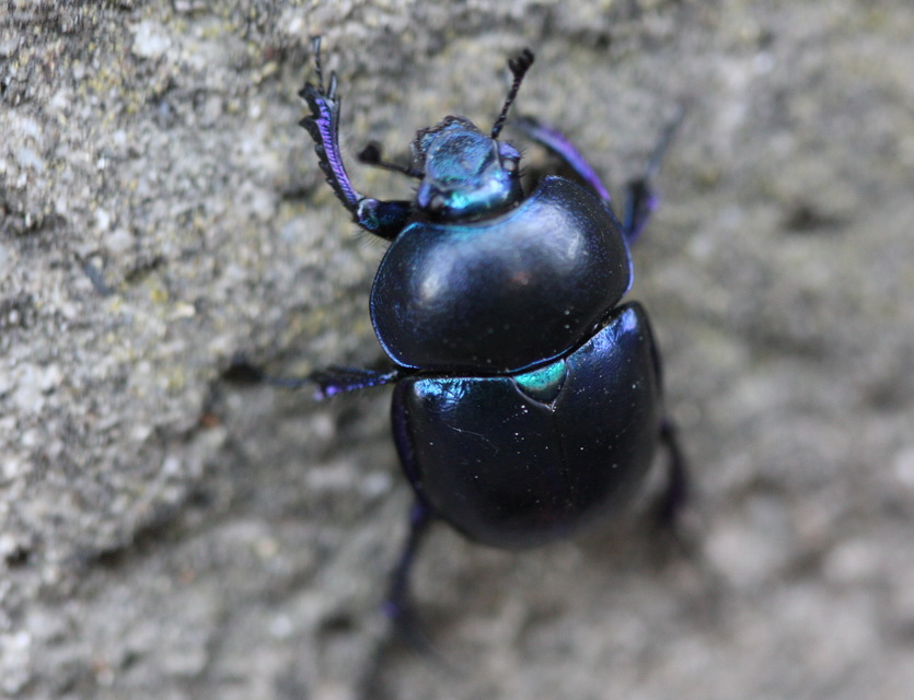 Trypocopris vernalis - tavaszi álganéjtúró