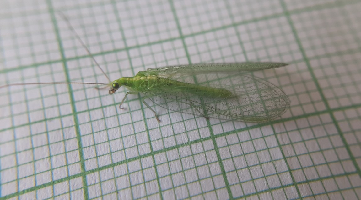 Chrysoperla